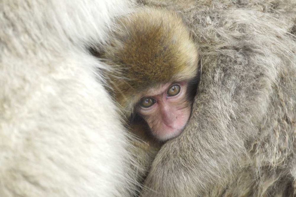 Japan A baby snow monkey peeks out from mom